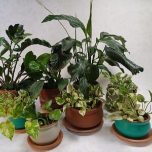 Natural Plants