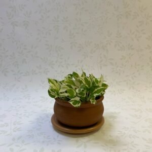 NJoy Pothos Plant