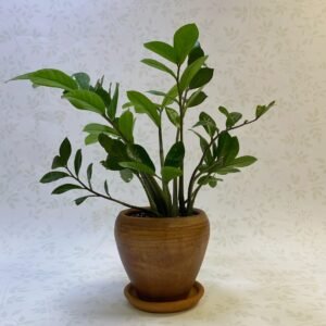 Zamia Plant