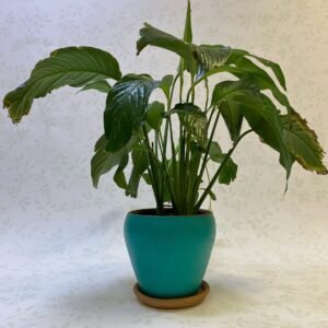 Peace Lily Plant